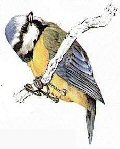 Bluetit