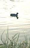 Yer Coot