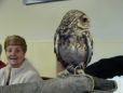 2013 a little owl experience