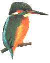 Kingfisher