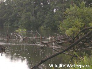 Wildlife Waterpark